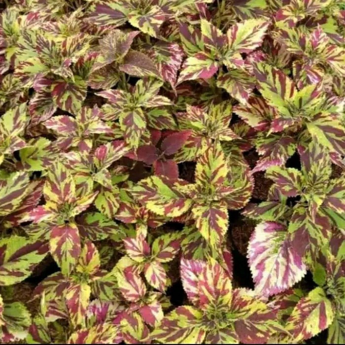 tanaman hias miyana batik miana (kembang hiasan)