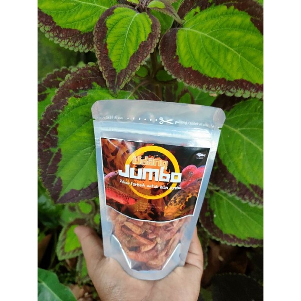 UDANG JUMBO.pakan ikan predator Channa, Arwana, Louhan.