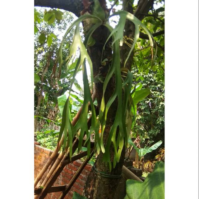 Tanaman hias tanduk rusa/tanduk rusa