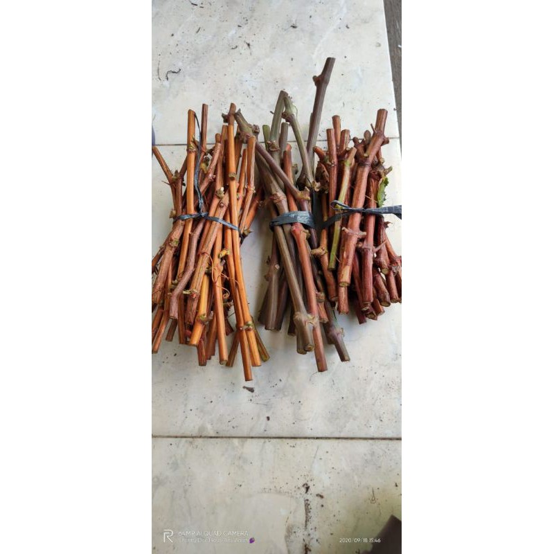 cutting Anggur import original paket 10 cutting