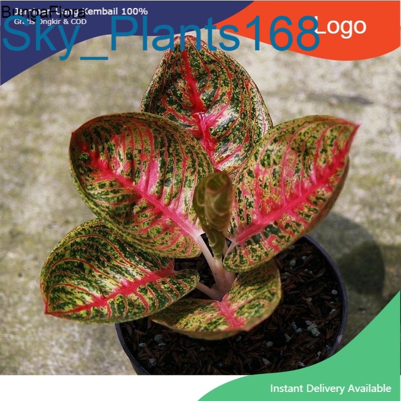 Anakan Aglonema Legacy Mangkok