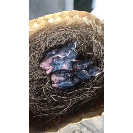 lolohan murai batu medan