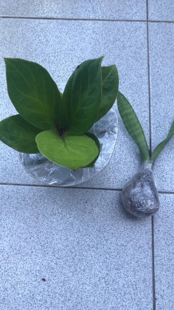 Anthurium Mangkok Varian Jemani Mangkok Varian Bibit Anthurium Jemani Mangkok