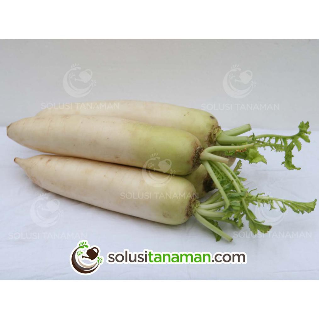 Idle Benih Lobak Radish @ 20 Gr Biji Benih Sayuran Bibit Sayur Tanaman Hidroponik Organik