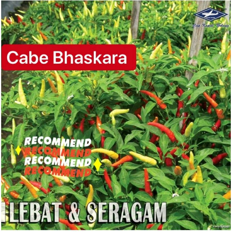 25 BUTIR - BENIH CABAI RAWIT PEDAS BHASKARA- BISI CAP KAPAL TERBANG