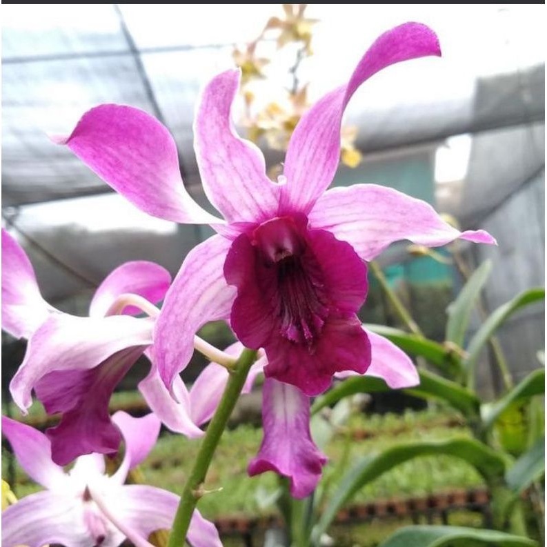 Anggrek Indonesia Raya Red Inaraya Red Dewasa