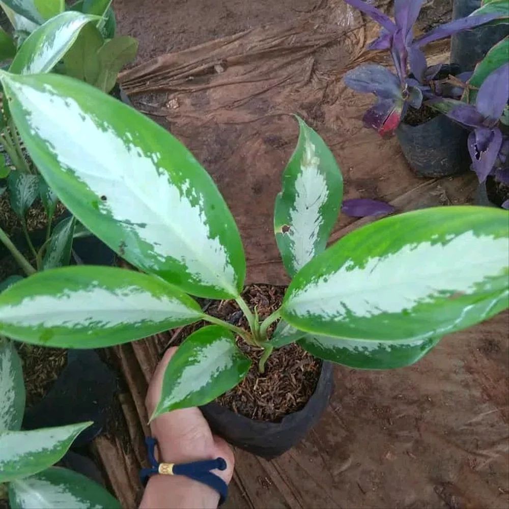 Tanaman Hias Aglonema Sri Rezeki - Aglaonema Sri Rezeki