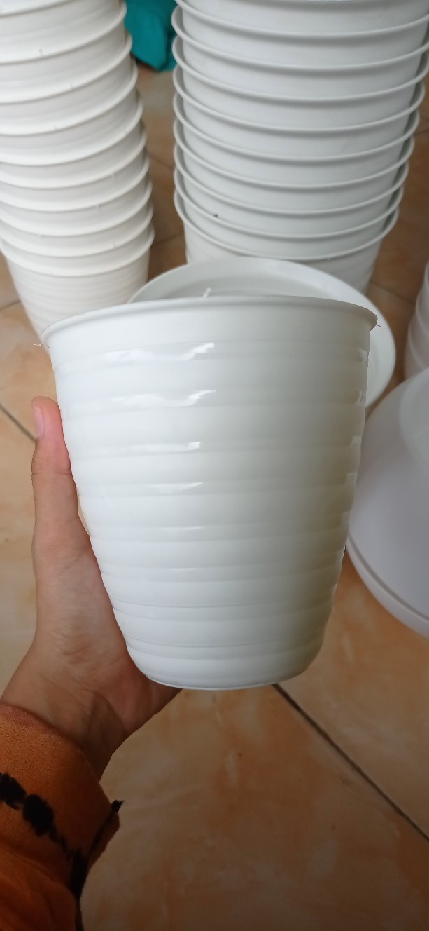 Pot Bunga Tanaman Pirus Madu Tinggi 12 Putih