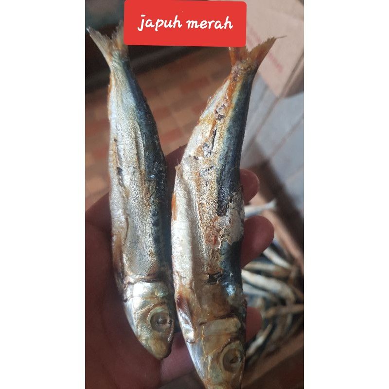 

ikan japuh belitung atau japuh merah