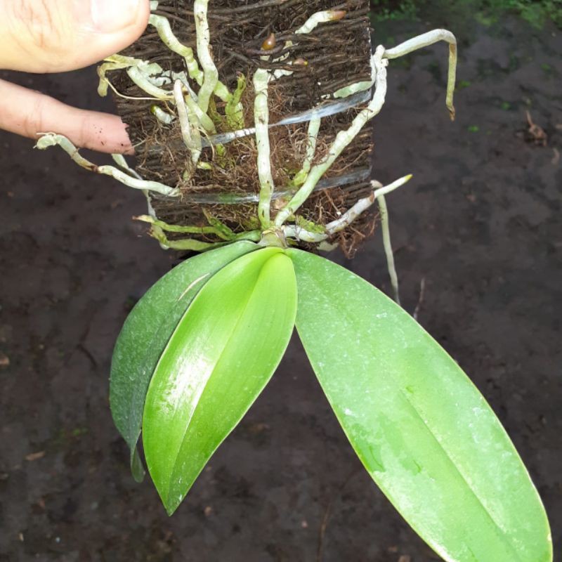 Anggrek Phalaenopsis amabilis