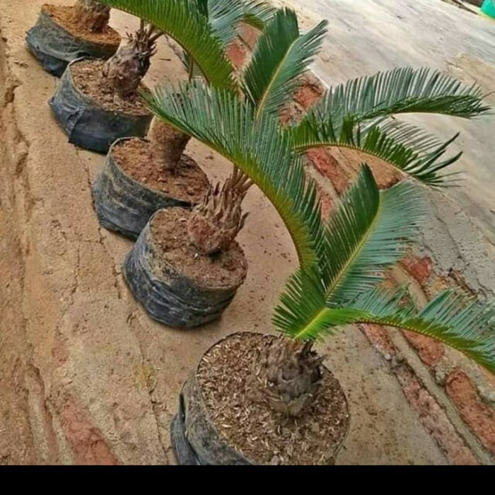 [SJT] tanaman hias sikas mini/pohon sikas udang