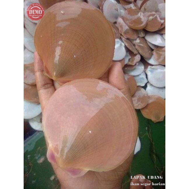 

Kerang Simping Scallop 1Kg Seafood Segar