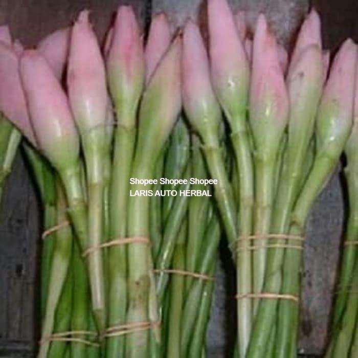 

ready BUNGA KECOMBRANG 250gr SEGAR COMBRANG ROMBEH HONJE