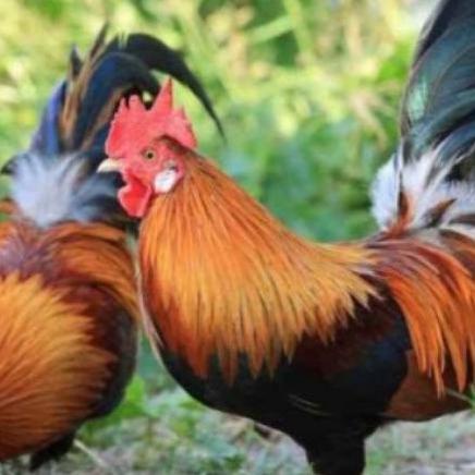 

Grosiran--telur ayam hias hutan merah untuk ditetaskan