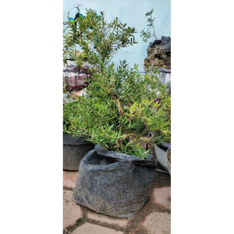 Boksus / Boxus siap jadi induk an