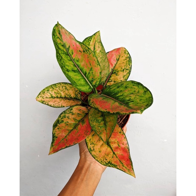 Murah Tanaman hias aglonema heng heng aglonema - Aglonema Hidup - Aglonema Hias - Bunga Aglonema - t