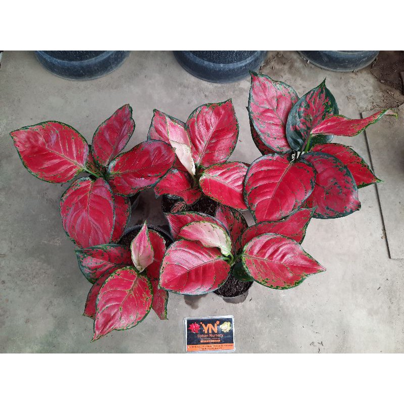 Aglaonema Red Katrina/aglonema merah/aglonema murah