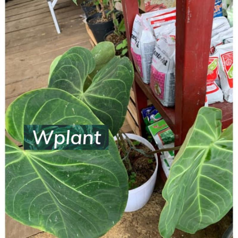 Tanaman hias anturium magnificum perde/ kuping gajah kalong