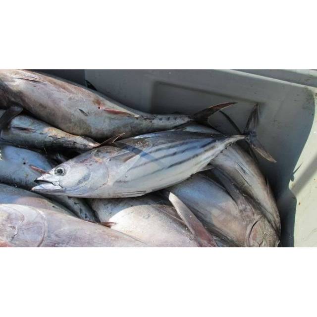 

Ikan Tongkol 1 KG