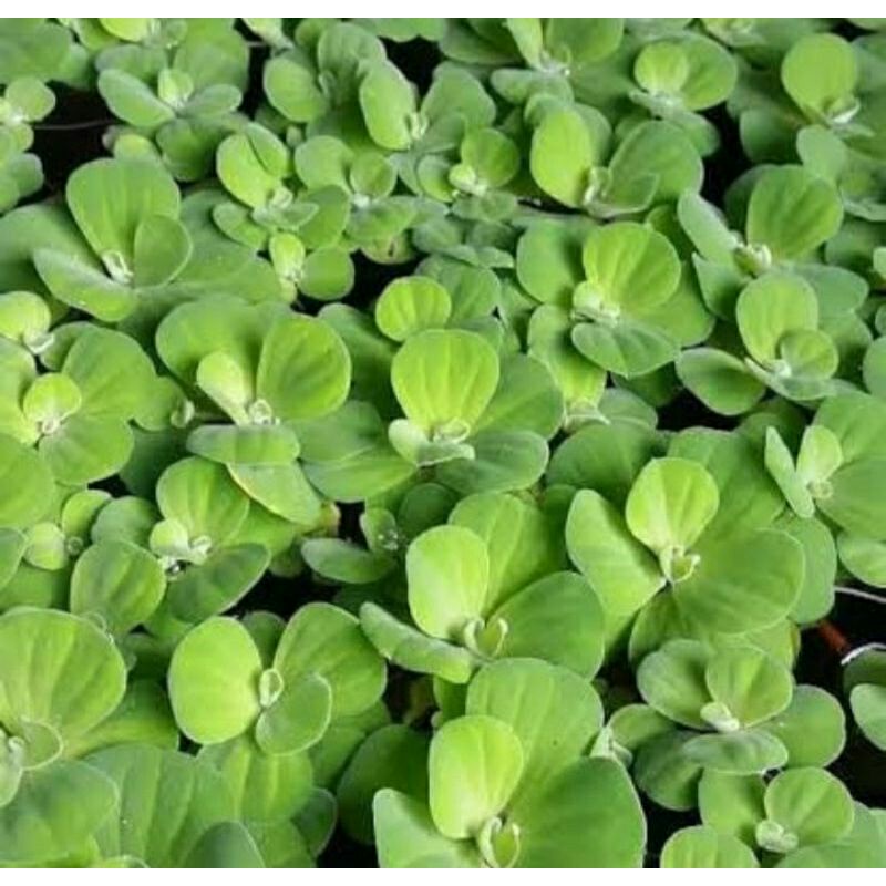 Tanaman air ( apu apu mini mawar)