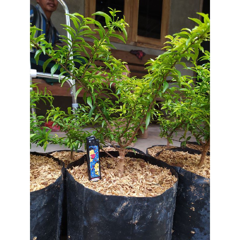 Bahan bonsai anting putri mikro