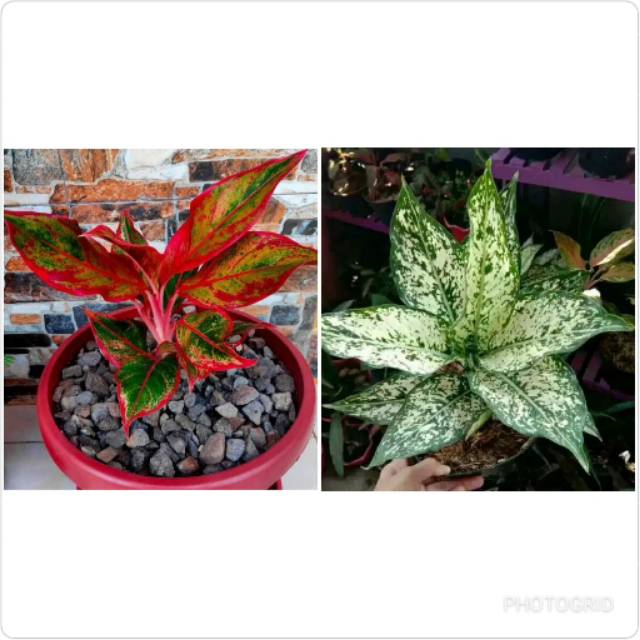 Aglonema Murah Paket Merah Putih
