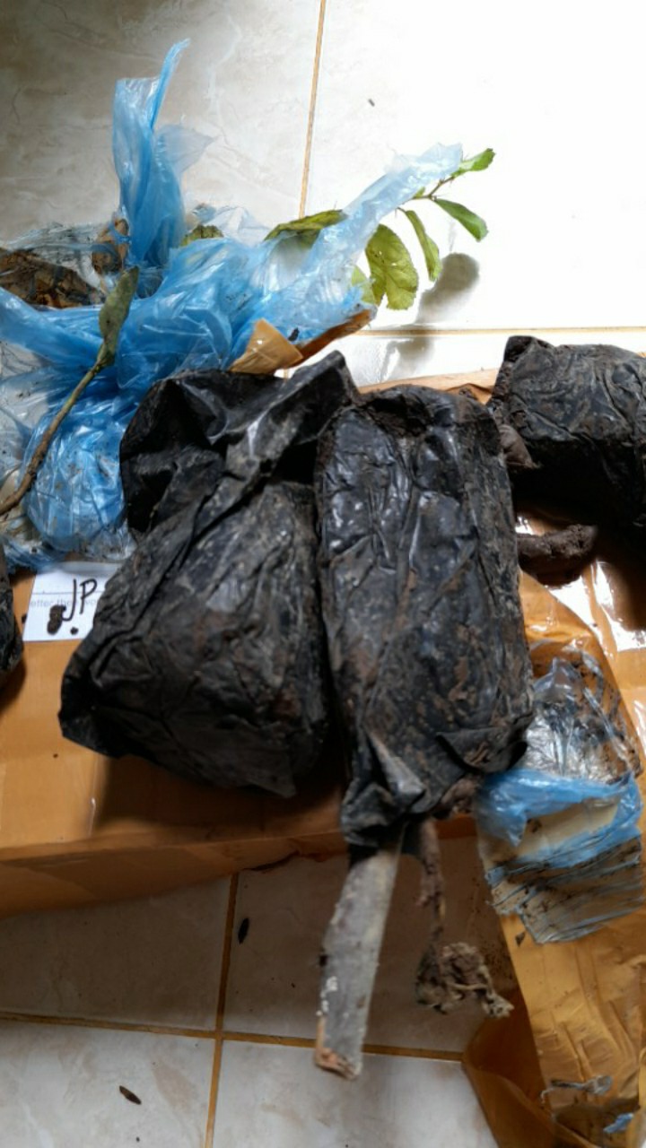 Bibit Tanaman Buah Tin Green Jordan Bibit Super Bibit Unggul