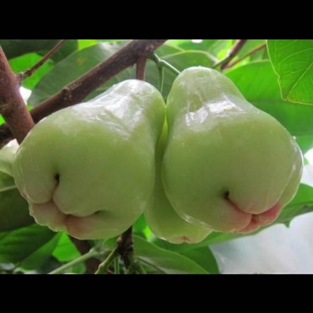 Bibit jambu air putih