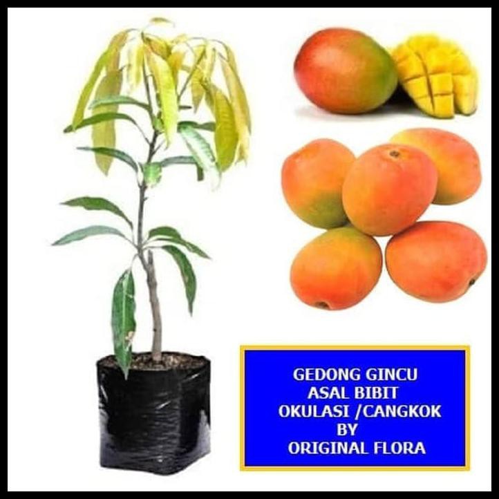BIBIT MANGGA GEDONG GINCU POHON MANGGA BIBIT BUAH MANGGA GEDONG GINCU