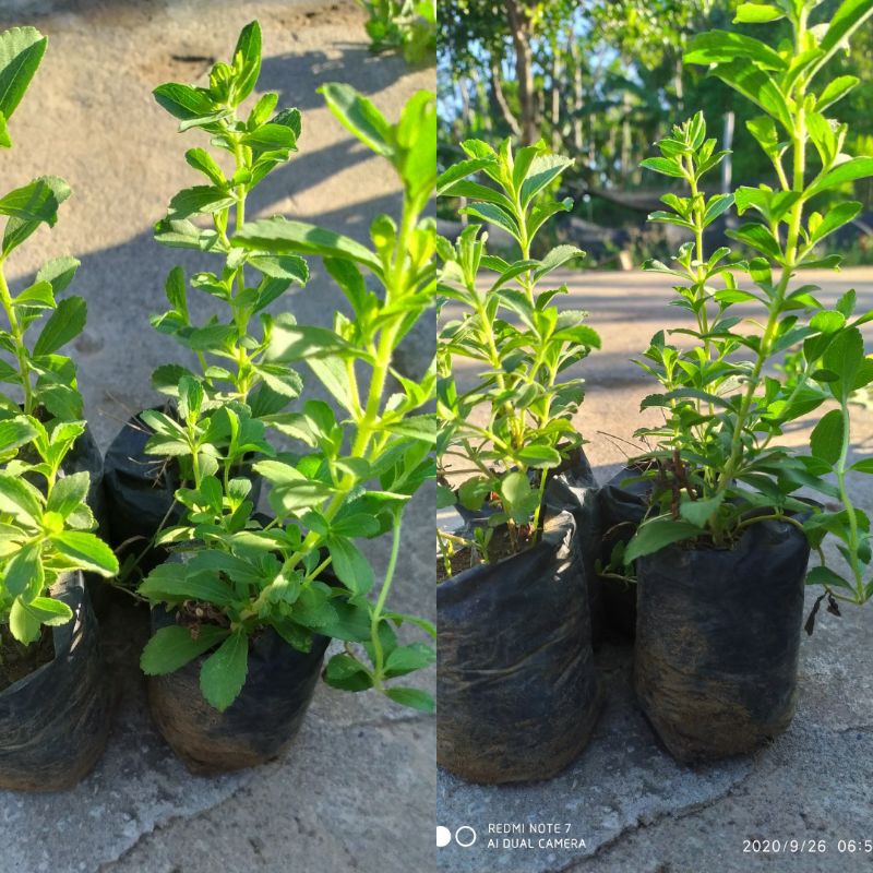 

Tanaman Stevia Pengganti Gula(beli 5 bonus 1bibit)