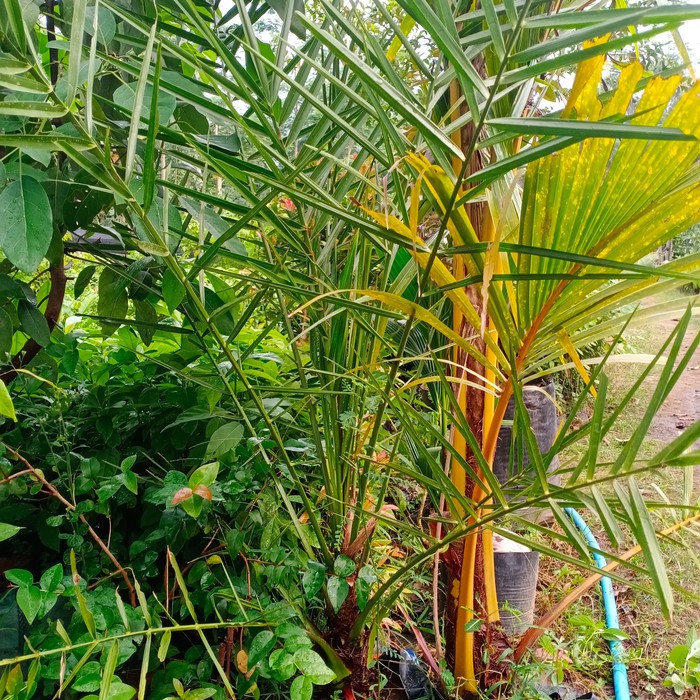 bibit kurma 1mter semai biji unggul ajwa