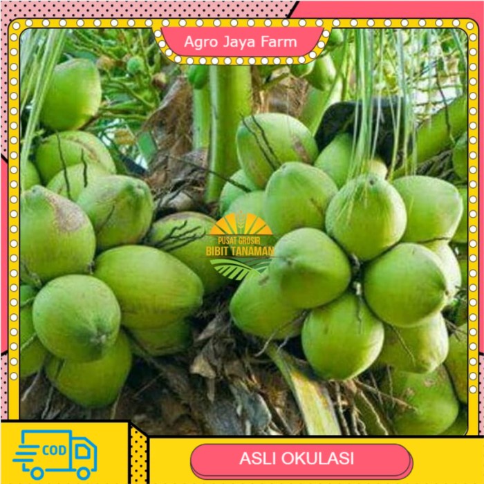 Bibit kelapa pandan wangi thailand asli import 1000%