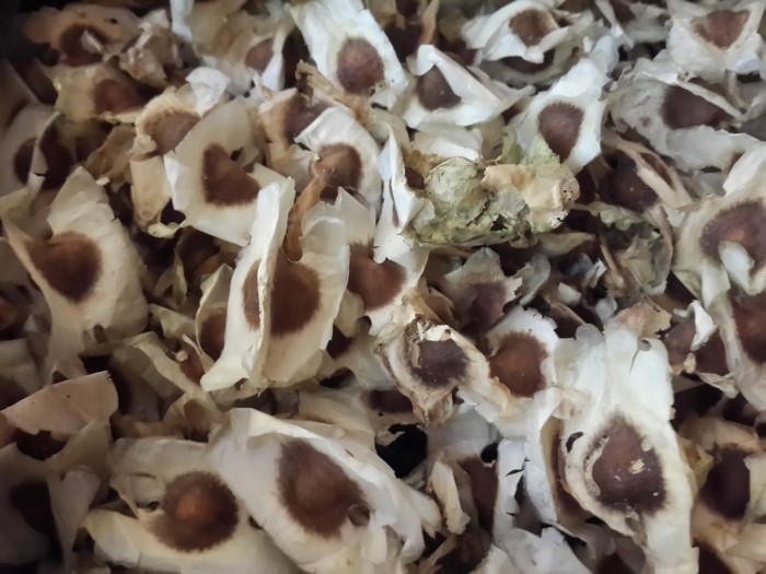 

Biji Daun Kelor 100% Kering