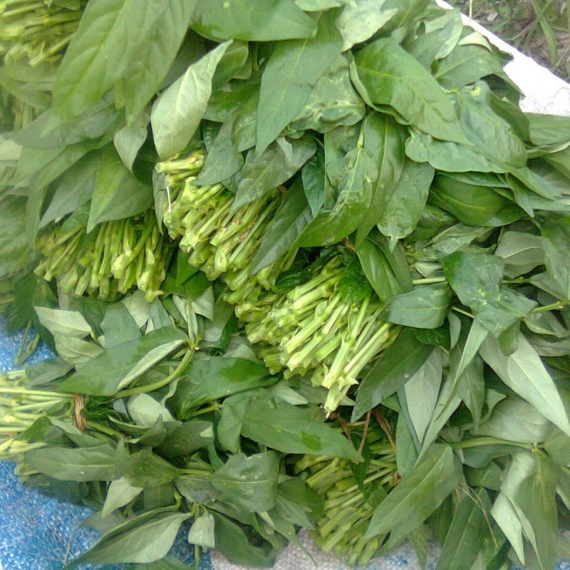 Daun kacang atau lembayung 1ikat