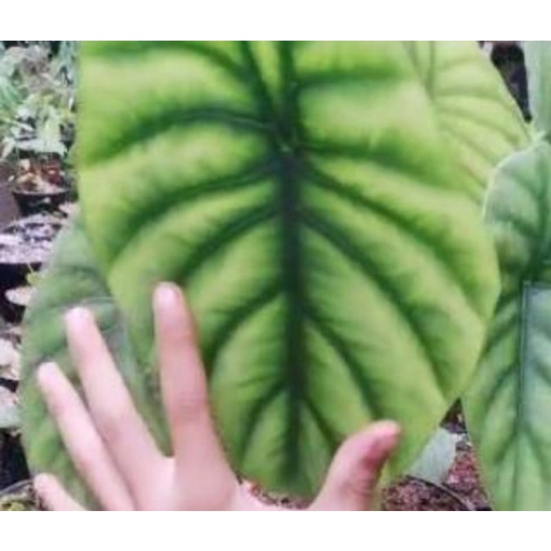 alocasia tengkorak hijau