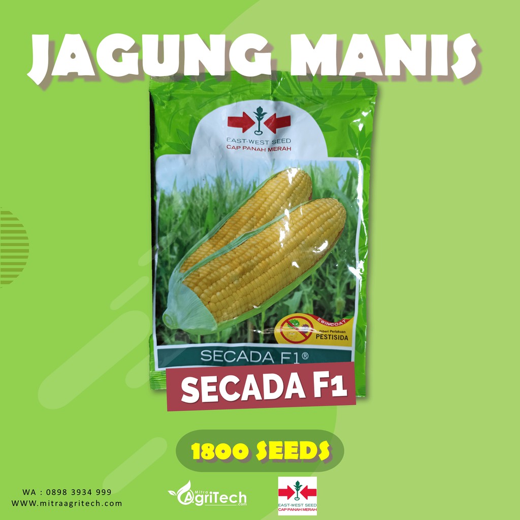 Jual BENIH BIBIT JAGUNG MANIS SECADA ISI 1800 BIJI - CAP PANAH MERAH ...