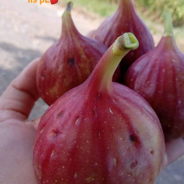 

Bibit buah tin jenis red palestin