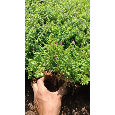 Tanaman hias Taiwan bunga ungu — pohon Taiwan bunga ungu