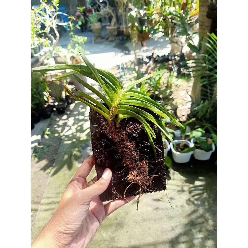 anggrek vanda mini asco di papan pakis