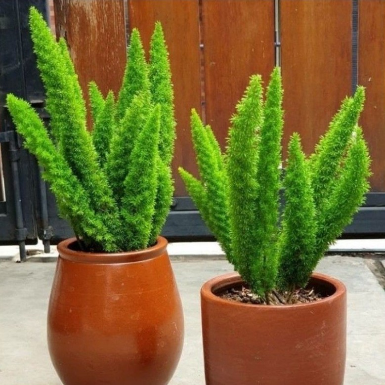 ( BISA COD ) PROMO Tanaman Hias Ekor Tupai Sudah Rimbun / Pohon Ekor Tupai Murah / Bunga Hias Ekor T