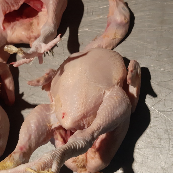 

Ayam 1 ekor