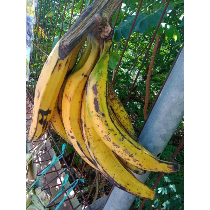 

PISANG AGUNG TANDUK