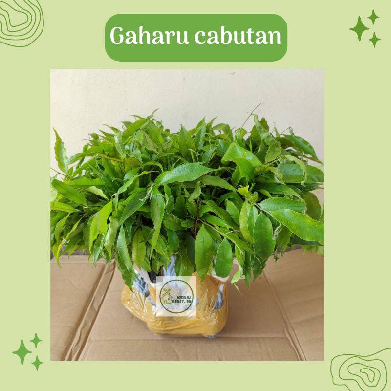 Paket 500 bibit gaharu cabutan bibit pohon gaharu bibit kayu gaharu kedai bibit.id
