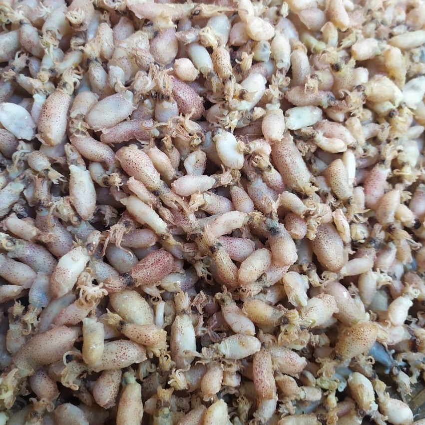 

Promo Baby Cumi Laris Berat 1 kg | Cumi Asin Super Kualitas Grade A