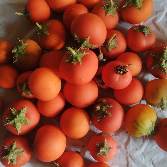 

buah terong duri merah 500 gram