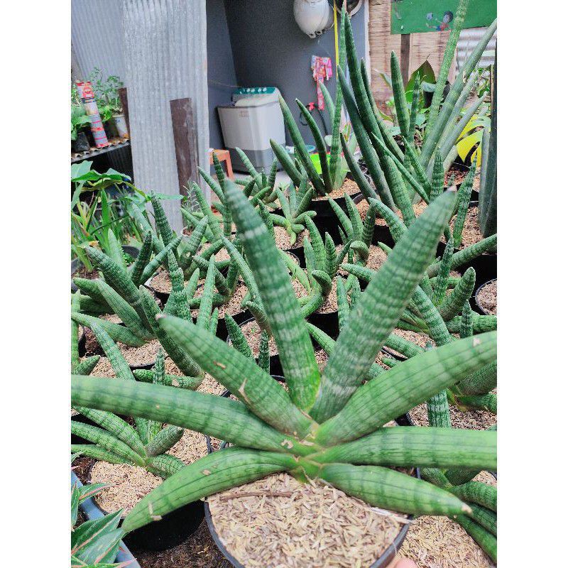 Sansevieria boncel Sansivera Boncel