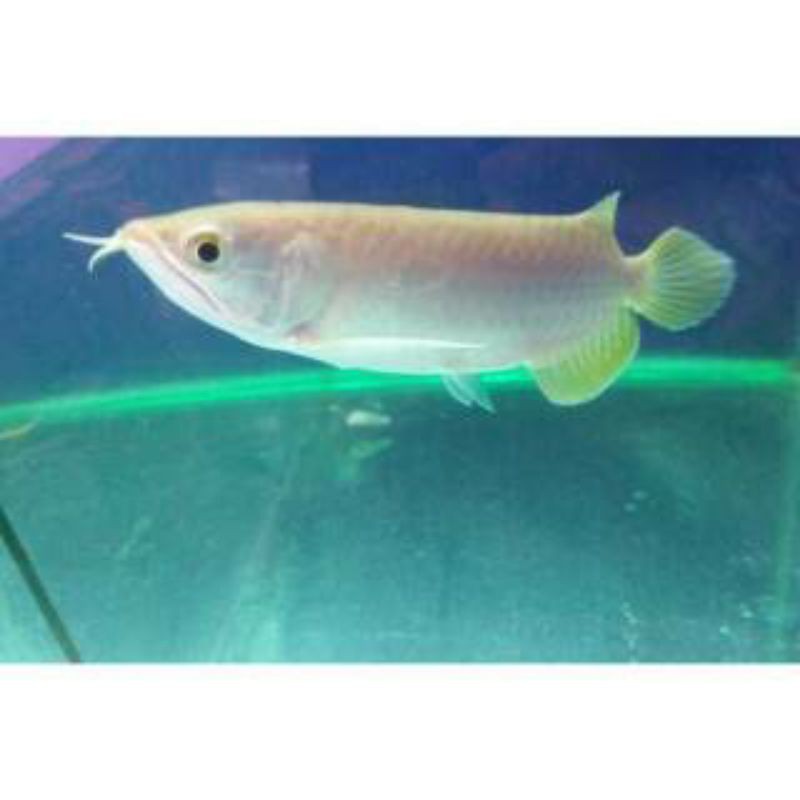 Ikan Arwana / Arowana Banjar (12cm)