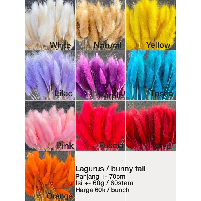 Bunga kering /Lagurus / Bunny Tail/Dried Flower