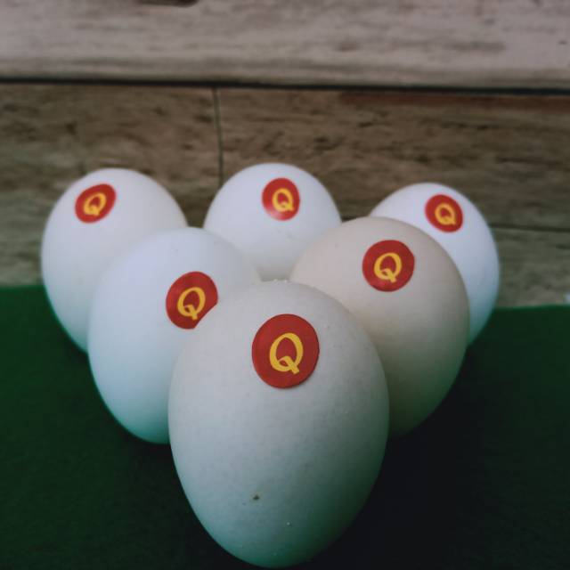 

Telur Kampung Arab isi 6