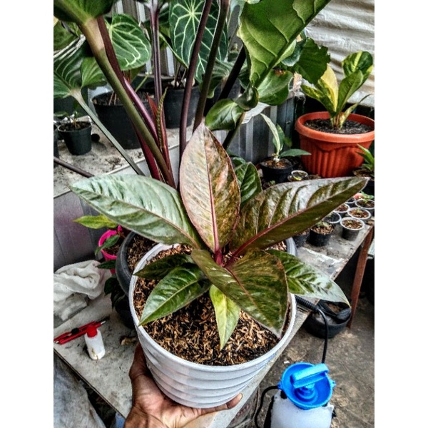 HOKERI PINK BLACK SEMPURNA